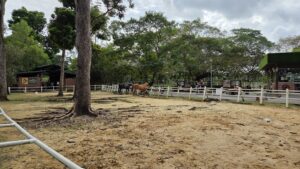 Gallop Stable @ Pasir Ris Park near Coastal Cabana EC