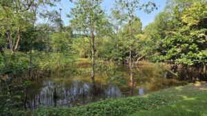 Kingfisher Pond @ Pasir Ris Park near Coastal Cabana